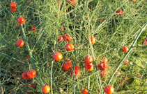 アスパラのタネ